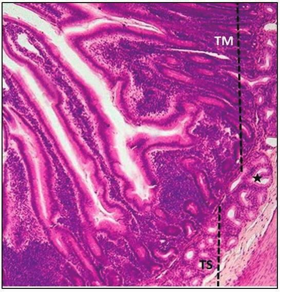 Reinaldo Barreto Oriá 291 Figura 12.13 Fotomicrografia do intestino delgado ao nível do duodeno. Notar a presença de vilosidades altas. TM= túnica mucosa e TS= túnica submucosa.