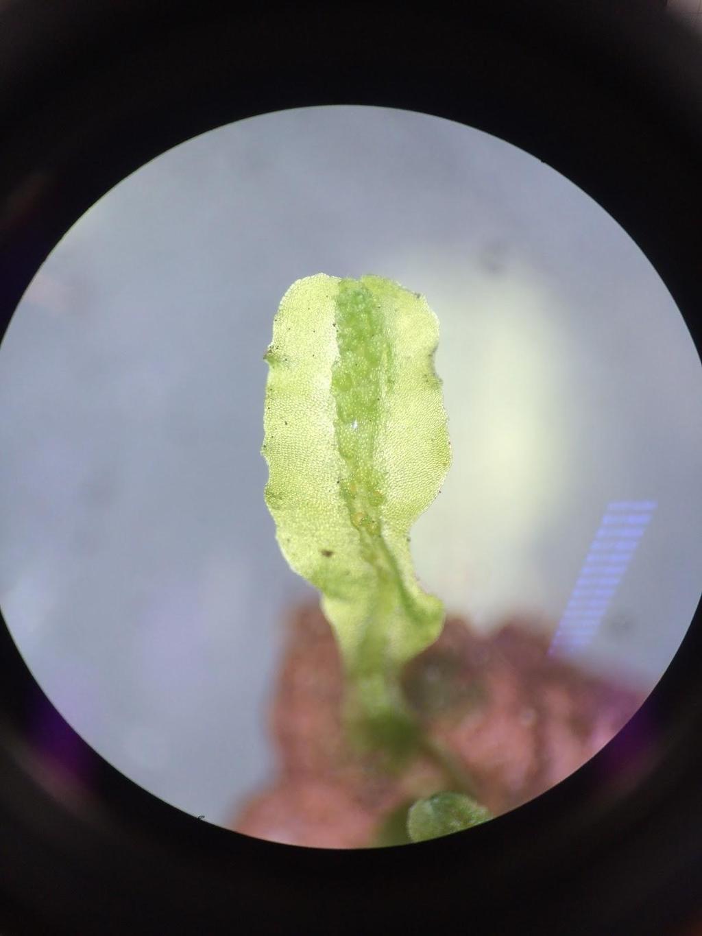 Nota-se no gametófito taloso de hepática, sua coloração verde e simetria dorsiventral.
