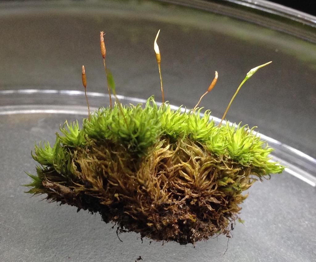 esporófito gametófito Nota-se a presença de esporófitos com duas colorações.