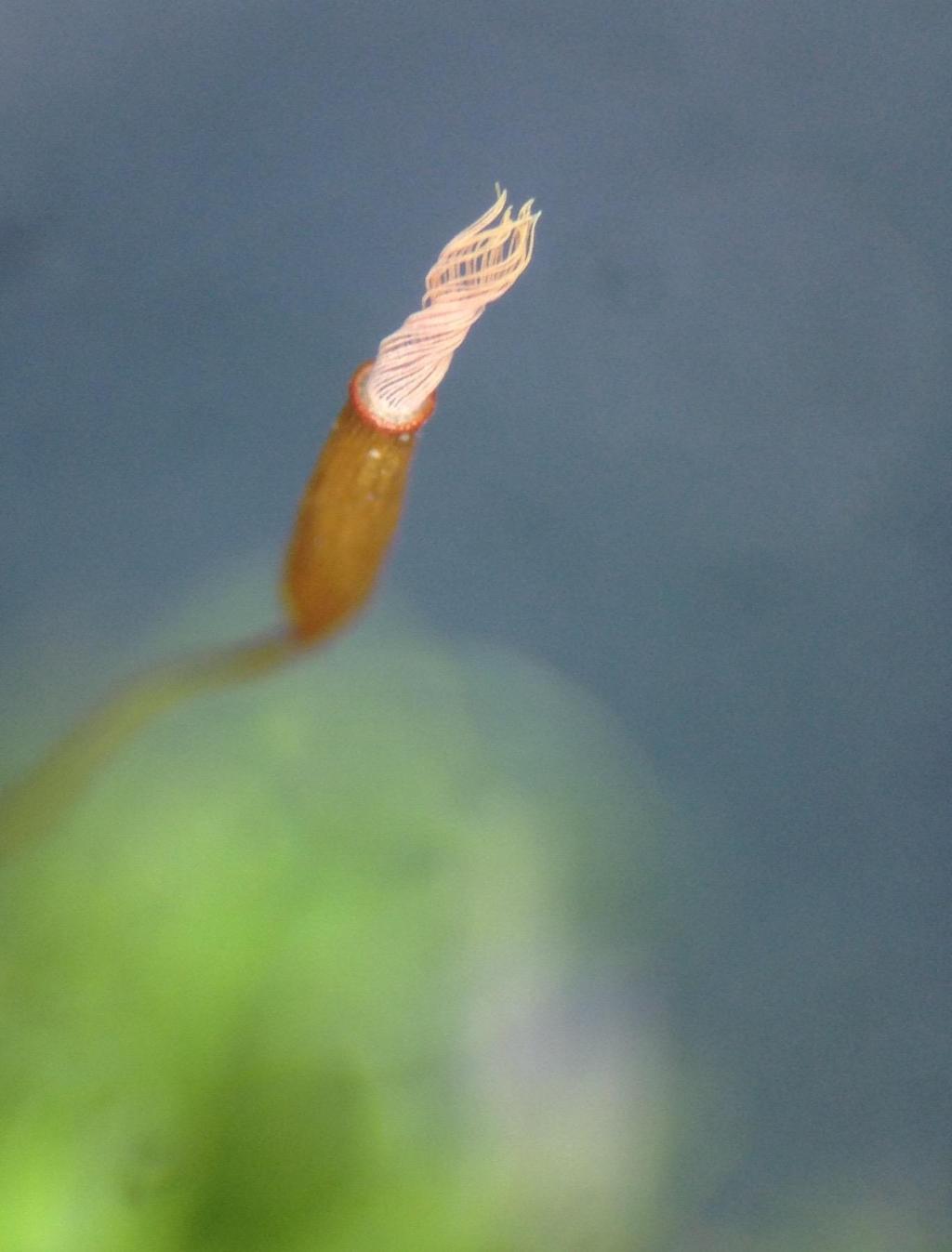 (1) esporófito jovem: presença de caliptra.