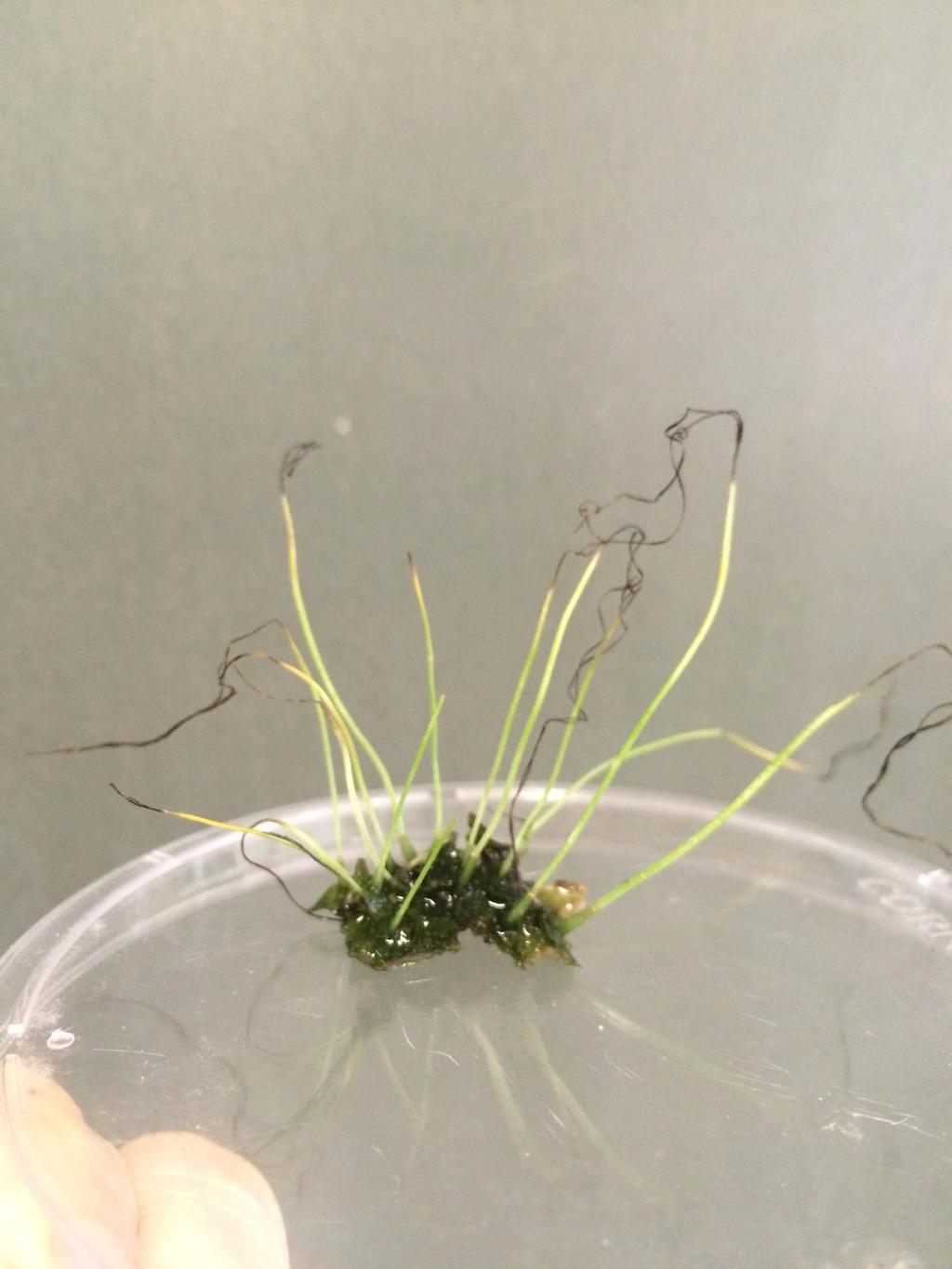 esporófito Nota-se a coloração azulada do gametófito, que se deve à sua associação com cianobactérias; Os esporófitos de antóceros não têm seta e são fotossintetizantes.
