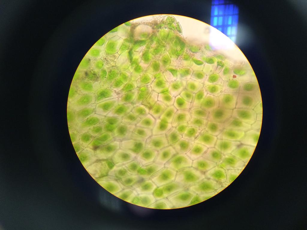 Percebe-se que gametófitos de antóceros apresentam somente um cloroplasto por célula.