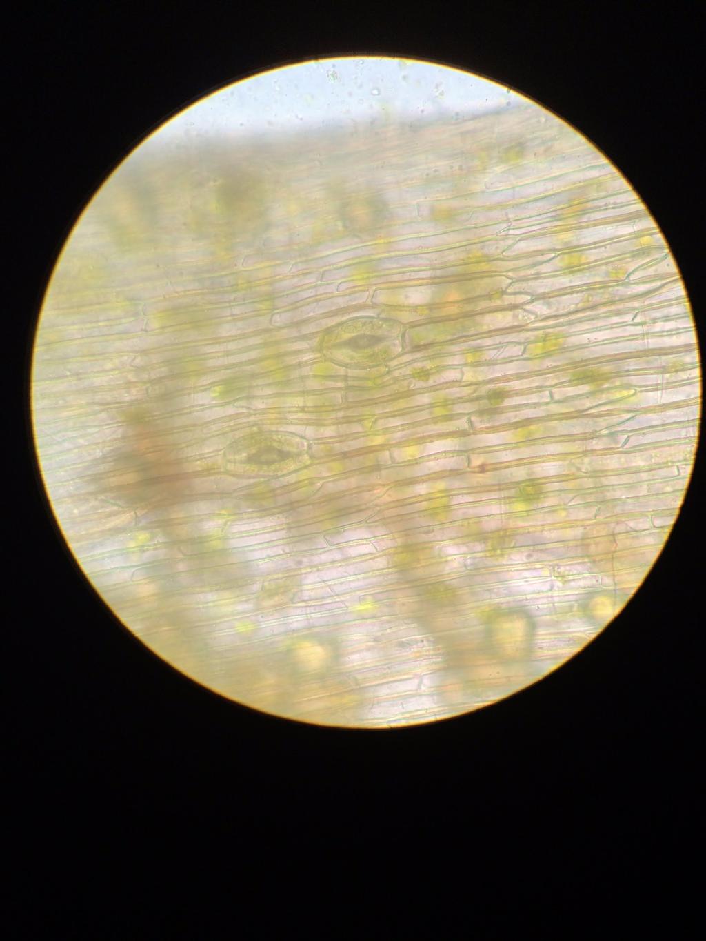 Notam-se estômatos (setas) na superfície de um esporófito de antóceros.