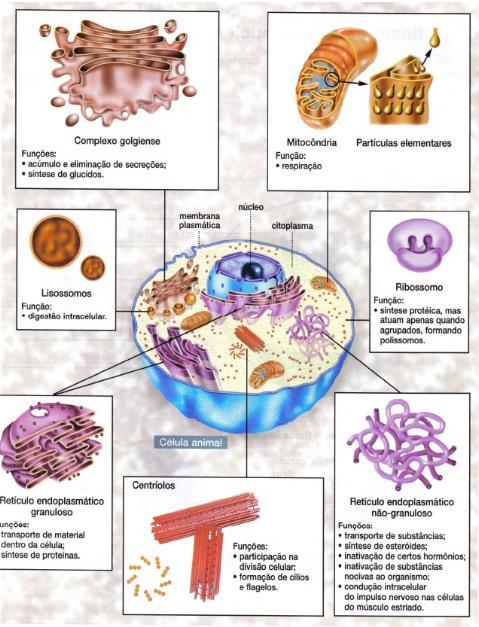 BIOLOGIA