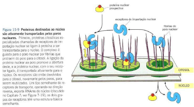 PROTEÍNAS QUE IRÃO ATUAR NO NÚCLEO SÃO TRANSPORTADAS PELOS