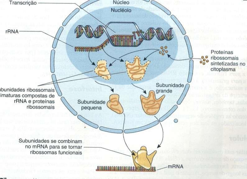 Esquema do núcleo rodeado pelo envoltório nuclear.