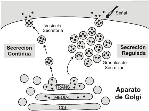 D.COMPLEXO DE GOLGI TRANSPORTE Duas vias secretoras: