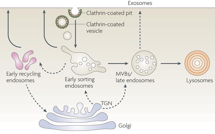 F. ENDOSSOMOS Antes esses materiais devem passar por uma série de compartimentos, os