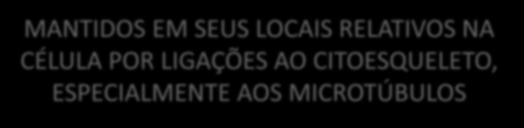 MICROTÚBULOS Os filamentos do citoesqueleto fornecem vias para o