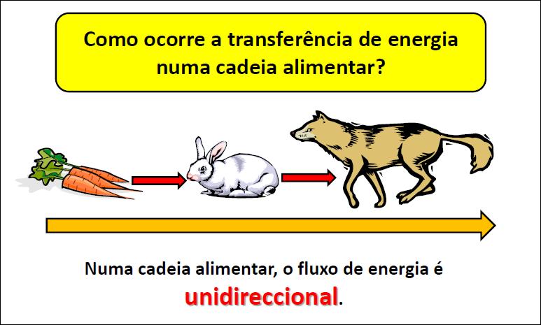 Figura 4 Fluxo de energia Fonte: Fundação Bradesco Além disso, a cada transferência de energia, de um nível trófico para outro, há uma perda na forma de calor.