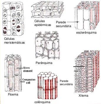 HISTOLOGIA VEGETAL TECIDOS DE REVESTIMENTO Epiderme é a camada mais externa do corpo primário da planta e