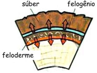 TECIDOS DE REVESTIMENTO Em caules e