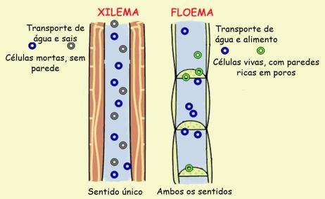 Floema (ou líber): transporta a seiva orgânica no sentido das folhas para as raízes e são formados por células vivas que são mantidas pelas