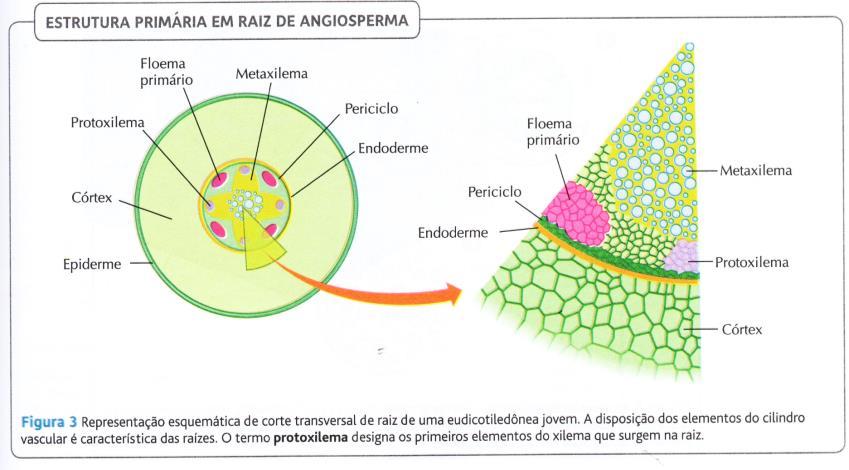 que formará o xilema e floema.