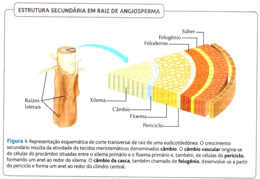 ANATOMIA DAS RAÍZES ANATOMIA DO CAULE Assim como