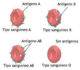 Salmonella: