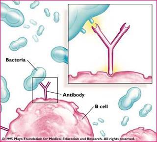 Antígeno e anticorpo É uma associação biomolecular semelhante à interação de enzimas com seus substratos ou de hormônios com seus receptores, com uma distinção bem evidente o Ac não provoca