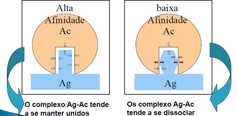 Característica da interação AgAc Afinidade: Força de ligação resultante do total de forças não-covalentes entre um único sítio de ligação do Ac e um único epítopo do antígeno.