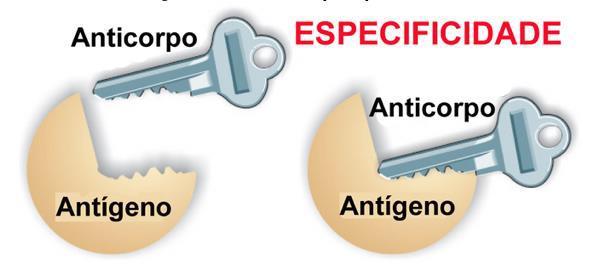 Característica da interação AgAc Especificidade: É a habilidade do anticorpo em distinguir seu imunógeno de outros antígenos.