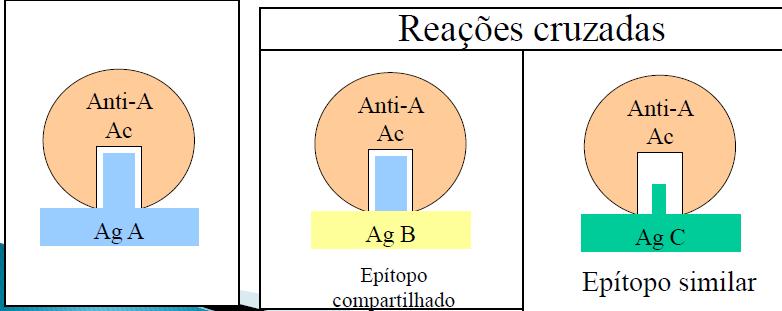 Reatividade cruzada Habilidade de um anticorpo interagir com mais de um determinante antigênico Dois antígenos diferentes apresentam epítopos