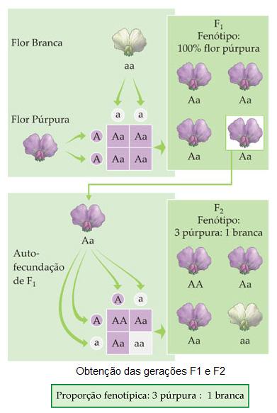 Cruzamento monohíbrido Auto-fecundação de F1