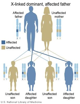 Herança dominante ligada ao X q Os homens afetados com companheiras normais não têm nenhum filho afetado e nenhuma filha normal.