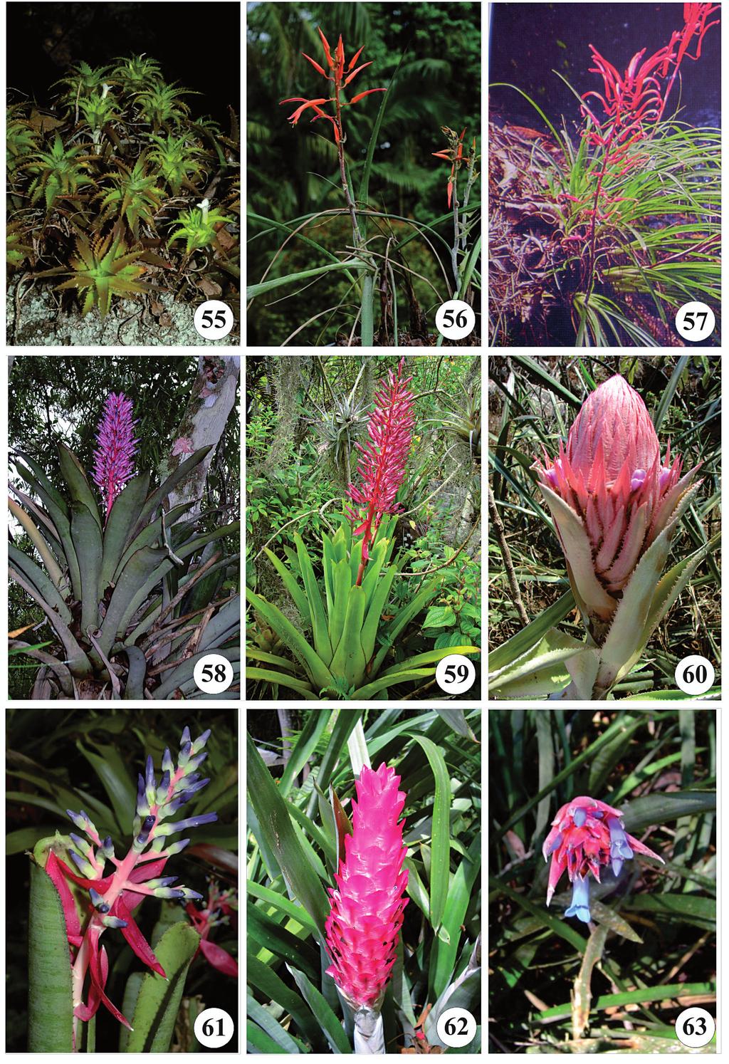 Bol. Mus. Biol. Mello Leitão (N. Sér.) 27. 2010 43 Figuras 55-63: 55. Orthophytum pseudostoloniferum. (Foto E. M. C. Leme); 56. Pitcairnia decidua (Foto E. M. C. Leme); 57. Pitcairnia flammea var.