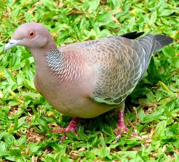 101 NOME POPULAR: Pombão NOME EM INGLÊS: Picazuro Pigeon NOME CIENTÍFICO: Patagioenas picazuro (Temminck, 181) FAMÍLIA: Columbidae (Leach, 1820) Fotografia: Rafael Leme de Almeida (2011)