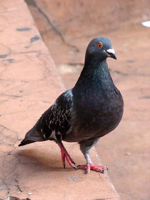 102 NOME POPULAR: Pombo-doméstico NOME EM INGLÊS: Rock Pigeon NOME CIENTÍFICO: Columba lívia (Gmelin, 1789) FAMÍLIA: Columbidae (Leach, 1820) Fotografia: Rafael Leme de Almeida (2011)