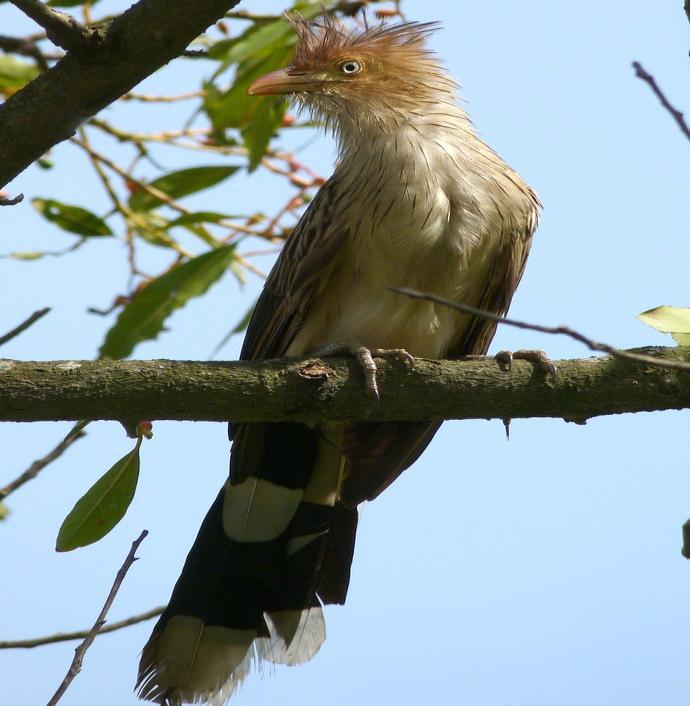 105 NOME POPULAR: Anu-branco NOME EM INGLÊS: Guira Cuckoo NOME CIENTÍFICO: Guira guira (Gmelin, 1788) FAMÍLIA: Cuculidae (Leach, 1820) Fotografia: Cauê Rosetto Reis (2011) CARACTERÍSTICAS: Por cima,