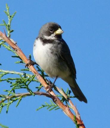 107 NOME POPULAR: Coleirinho NOME EM INGLÊS: Double-collared Seedeater NOME CIENTÍFICO: Sporophila caerulescens (Vieillot, 182) FAMÍLIA: Emberizidae (Vigors, 1825) Fotografia: Cauê Rosetto Reis