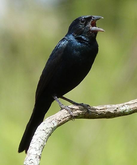 108 NOME POPULAR: Tiziu NOME EM INGLÊS: Blue-black Grassquit NOME CIENTÍFICO: Volatinia jacarina (Linnaeus, 1766) FAMÍLIA: Emberizidae (Vigors, 1825) Fotografia: Cauê Rosetto Reis (2012)