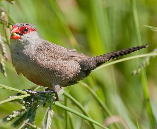 109 NOME POPULAR: Bico-de-lacre NOME EM INGLÊS: Common Waxbill NOME CIENTÍFICO: Estrilda astrild (Linnaeus, 1758) FAMÍLIA: Estrildidae (Bonaparte, 1850) Fotografia: Marcelo Jordani Feliti (2011)