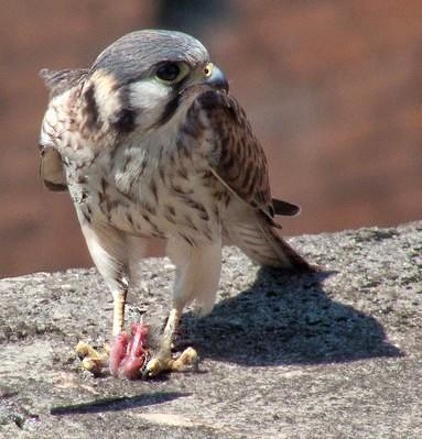 112 NOME POPULAR: Quiriquiri NOME EM INGLÊS: American Kestrel NOME CIENTÍFICO: Falco sparverius (Linnaeus, 1758) FAMÍLIA: Falconidae (Leach, 1820) Fotografia: Marcelo Jordani Feliti (2011)