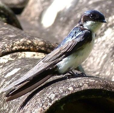 115 NOME POPULAR: Andorinha-pequena-de-casa NOME EM INGLÊS: Blue-and-white Swallow NOME CIENTÍFICO: Pygochelidon cyanoleuca (Vieillot, 1817) FAMÍLIA: Hirundinidae (Rafinesque, 1815) Fotografia: Cauê
