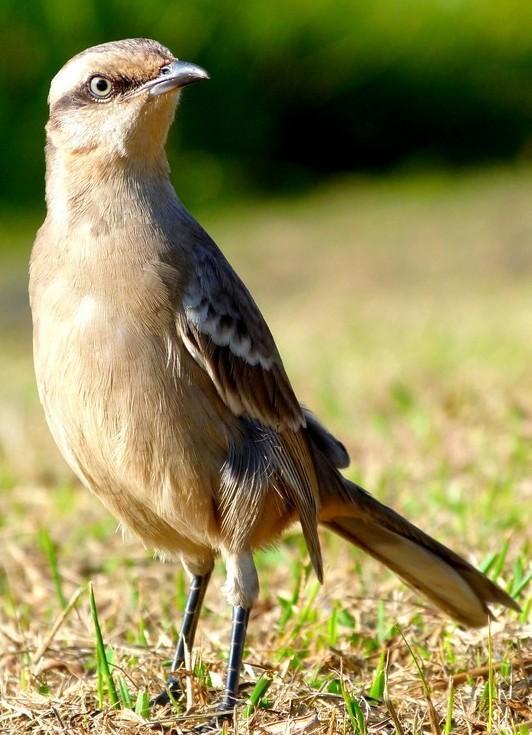 117 NOME POPULAR: Sabiá-do-campo NOME EM INGLÊS: Chalk-browed Mockingbird NOME CIENTÍFICO: Mimus saturninus (Lichtenstein, 182) FAMÍLIA: Mimidae (Bonaparte, 185) Fotografia: Rafael Leme de Almeida