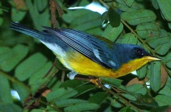 118 NOME POPULAR: Mariquita NOME EM INGLÊS: Tropical Parula NOME CIENTÍFICO: Parula pitiayumi (Vieillot, 1817) FAMÍLIA: Parulidae (Wetmore, Friedmann, Lincoln, Millers, Peters, van Rossem, van Tyne &