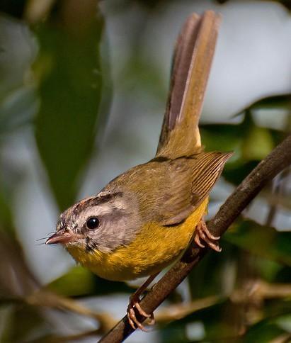 119 NOME POPULAR: Pula-pula NOME EM INGLÊS: Golden-crowned Warbler NOME CIENTÍFICO: Basileuterus culicivorus (Deppe, 180) FAMÍLIA: Parulidae (Wetmore, Friedmann, Lincoln, Miller, Peters, van Rossem,