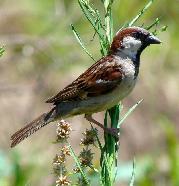 120 NOME POPULAR: Pardal NOME EM INGLÊS: House Sparrow NOME CIENTÍFICO: Passer domesticus (Linnaeus, 1758) FAMÍLIA: Passeridae (Rafinesque, 1815) Fotografia: Rafael Leme de Almeida (2012)