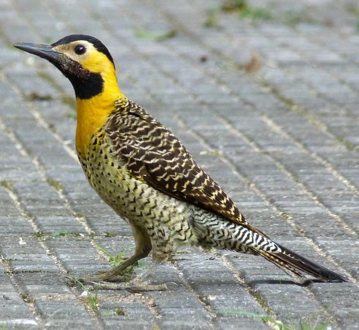 122 NOME POPULAR: Pica-pau-do-campo NOME EM INGLÊS: Campo Flicker NOME CIENTÍFICO: Colaptes campestris (Vieillot, 1818) FAMÍLIA: Picidae (Leach, 1820) Fotografia: Cauê Rosetto Reis (2011)