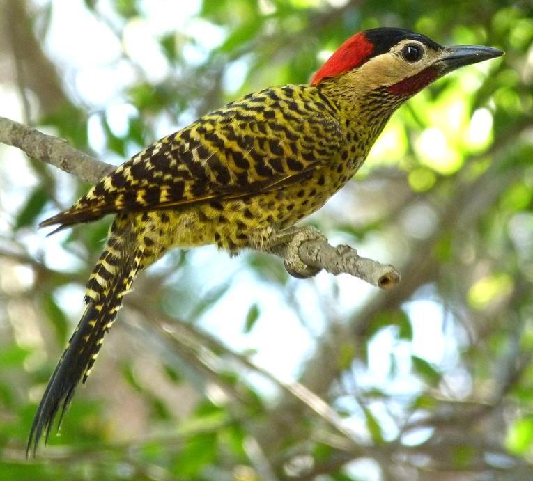 12 NOME POPULAR: Pica-pau-verde-barrado NOME EM INGLÊS: Green-barred Woodpecker NOME CIENTÍFICO: Colaptes melanochloros (Gmelin, 1788) FAMÍLIA: Picidae (Leach, 1820) Fotografia: Cauê Rosetto Reis