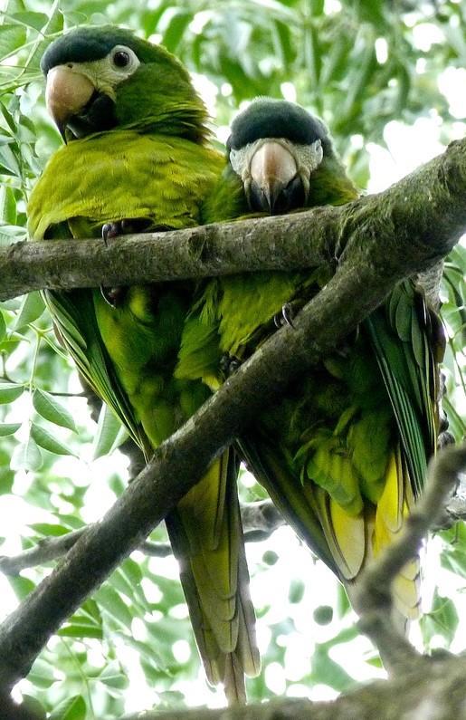 125 NOME POPULAR: Maracanã-pequena NOME EM INGLÊS: Red-shouldered Macaw NOME CIENTÍFICO: Diopsittaca nobilis (Rafinesque, 1815) FAMÍLIA: Psittacidae (Leach, 1820) Fotografia: Cauê Rosetto Reis (2011)