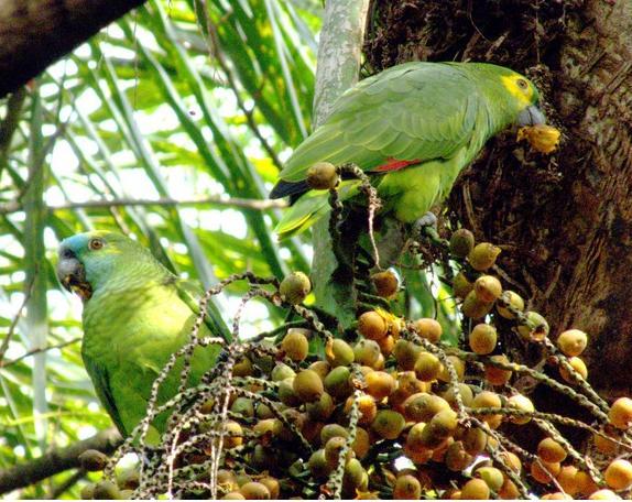 126 NOME POPULAR: Papagaio-verdadeiro NOME EM INGLÊS: Blue-fronted Parrot NOME CIENTÍFICO: Amazona aestiva (Linnaeus, 1758) FAMÍLIA: Psittacidae (Rafinesque, 1815) Fotografia: Rafael Leme de Almeida