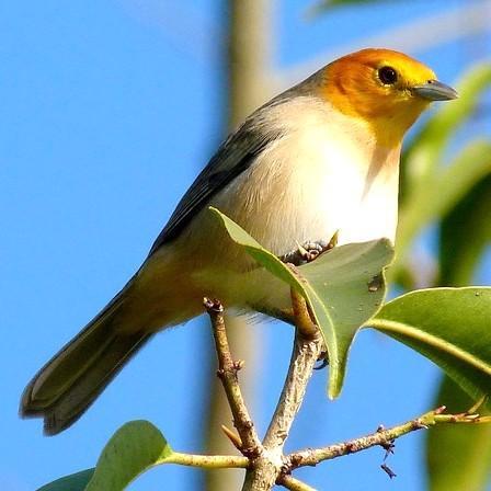 11 NOME POPULAR: Saí-canário NOME EM INGLÊS: Orange-headed Tanager NOME CIENTÍFICO: Thlypopsis sordida (d'orbigny & Lafresnaye, 187) FAMÍLIA: Thraupidae (Cabanis, 1847) Fotografia: Rafael Leme de