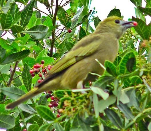 16 NOME POPULAR: Sanhaçu-do-coqueiro NOME EM INGLÊS: Palm Tanager NOME CIENTÍFICO: Tangara palmarum (Wied, 182) FAMÍLIA: Thraupidae (Cabanis, 1847) Fotografia: Marcelo Jordani Feliti (2010)