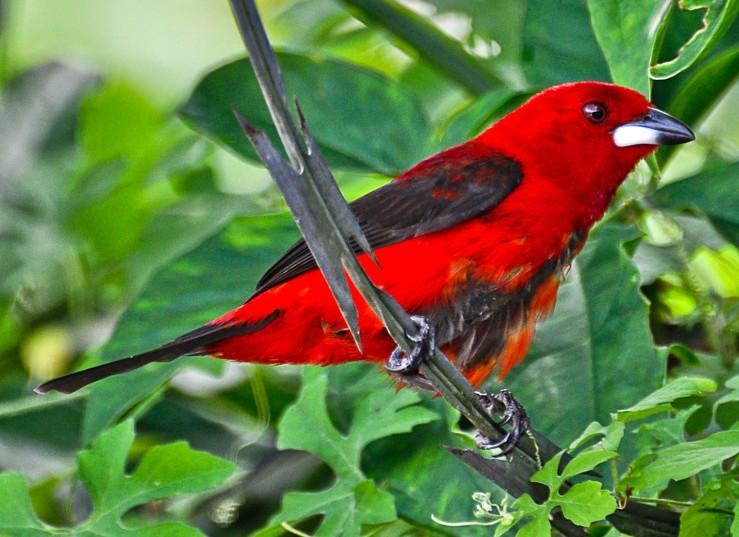 18 NOME POPULAR: Tiê-sangue NOME EM INGLÊS: Brazilian Tanager NOME CIENTÍFICO: Ramphocelus bresilius (Linnaeus, 1766) FAMÍLIA: Thraupidae (Cabanis, 1847) Fotografia: Marcelo Jordani Feliti (2011)