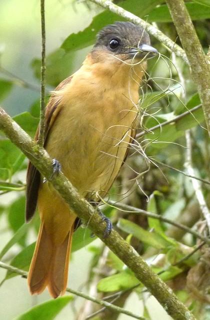 19 NOME POPULAR: Caneleiro-de-chapéu-preto NOME EM INGLÊS: Crested Becard NOME CIENTÍFICO: Pachyramphus validus (Lichtenstein, 182) FAMÍLIA: Tityridae (Gray, 1840) Fotografia: Cauê Rosetto Reis