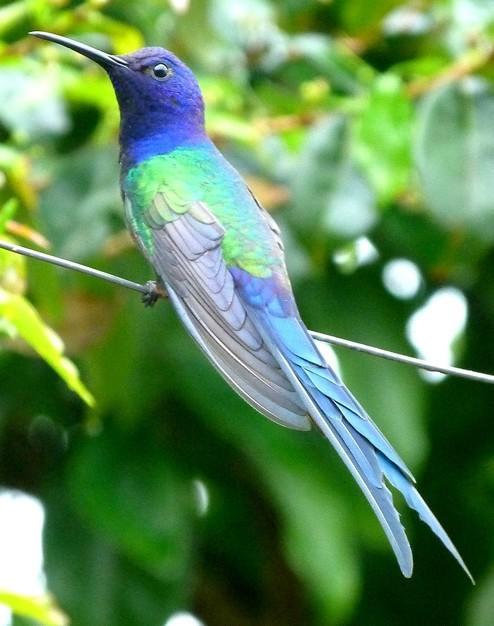 141 NOME POPULAR: Beija-flor-tesoura NOME EM INGLÊS: Swallow-tailed Hummingbird NOME CIENTÍFICO: Eupetomena macroura (Gmelin, 1788) FAMÍLIA: Trochilidae (Vigors, 1825) Fotografia: Rafael Leme de