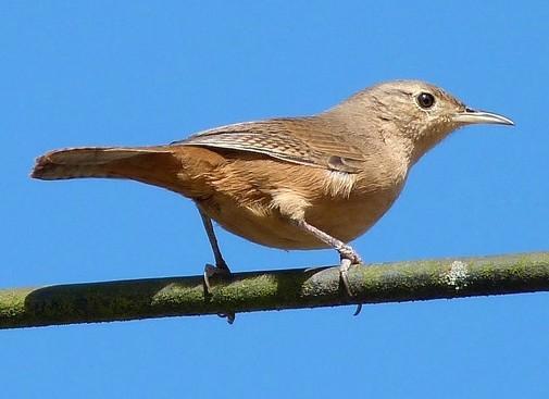 142 NOME POPULAR: Corruíra NOME EM INGLÊS: Southern House Wren NOME CIENTÍFICO: Troglodytes musculus (Naumann, 182) FAMÍLIA: Troglodytidae (Swainson, 181) Fotografia: Cauê Rosetto Reis (2011)