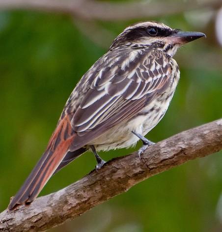 149 NOME POPULAR: Bem-te-vi-rajado NOME EM INGLÊS: Streaked Flycatcher NOME CIENTÍFICO: Myiodynastes maculatus (Statius Muller, 1776) FAMÍLIA: Tyrannidae (Vigors, 1825) Fotografia: Marcelo Jordani